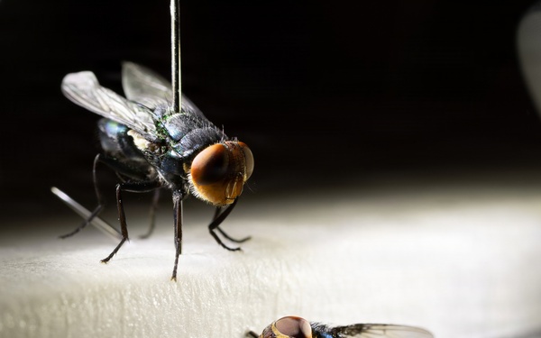 Groundbreaking Ceremony Marks New Era in Agricultural Biosecurity at Moore Air Base