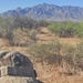 United States Army Field Band Soldiers participate in the 2026 Bataan Memorial Death March