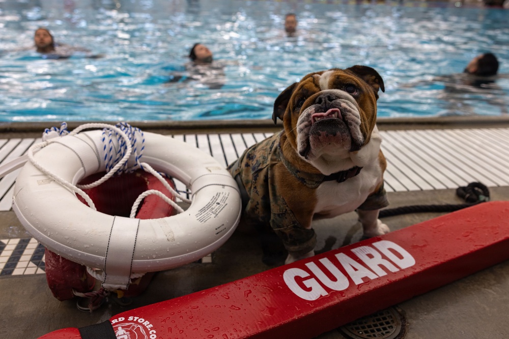 Headquarters and Service Battalion Swim Qualification