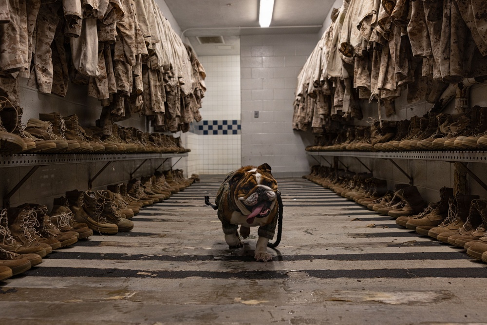 Headquarters and Service Battalion Swim Qualification