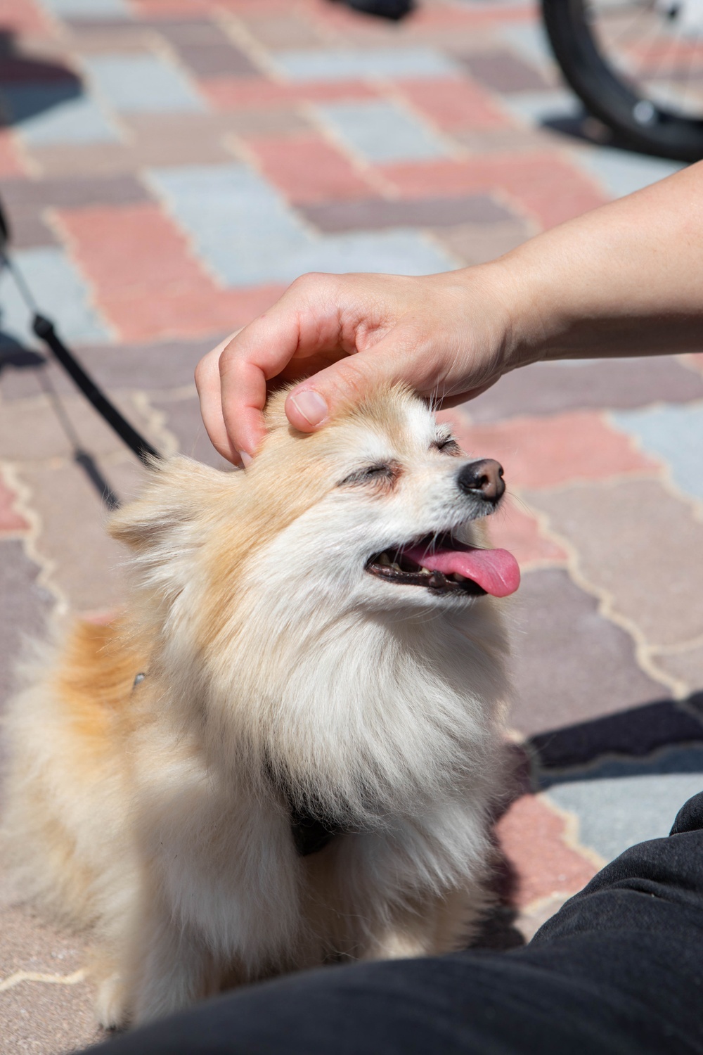 Atago Hills Dog Park Grand Opening