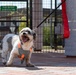 Atago Hills Dog Park Grand Opening