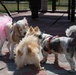 Atago Hills Dog Park Grand Opening