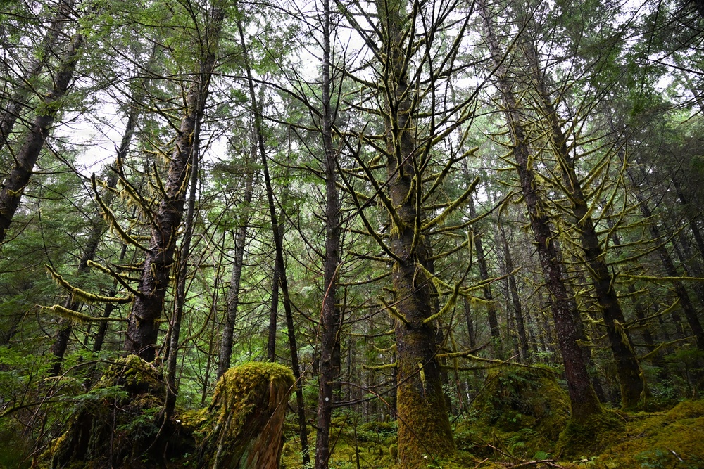 Thinning for the future on the Tongass