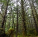 Thinning for the future on the Tongass