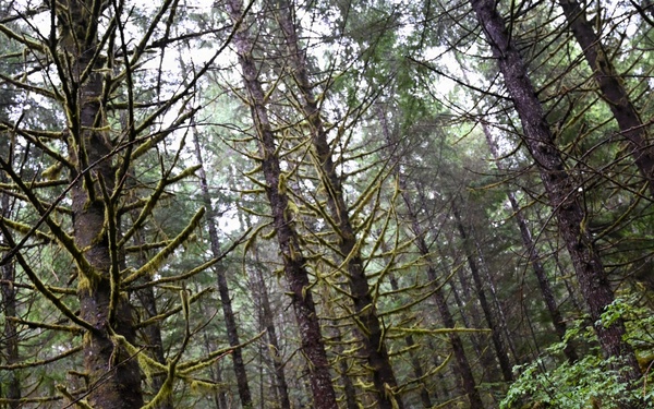 Thinning for the future on the Tongass