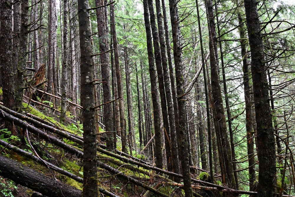 Thinning for the future on the Tongass