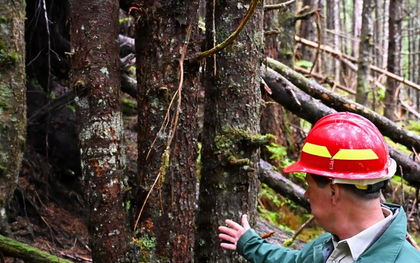 Thinning for the future on the Tongass