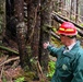 Thinning for the future on the Tongass