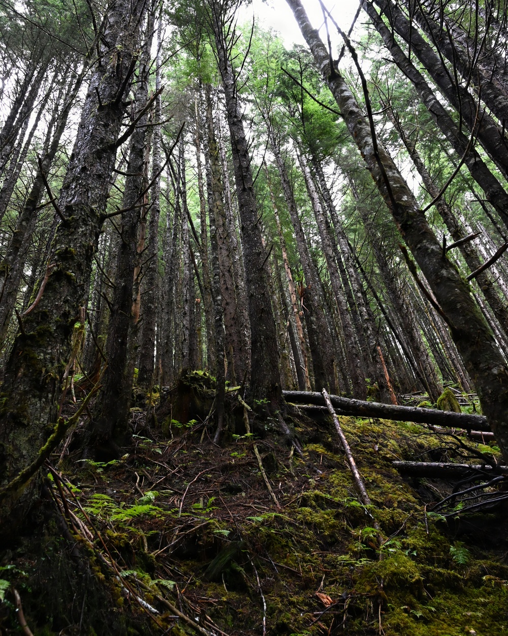 Thinning for the future on the Tongass