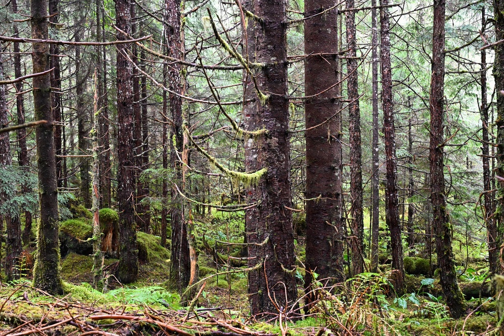 Thinning for the future on the Tongass