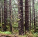 Thinning for the future on the Tongass