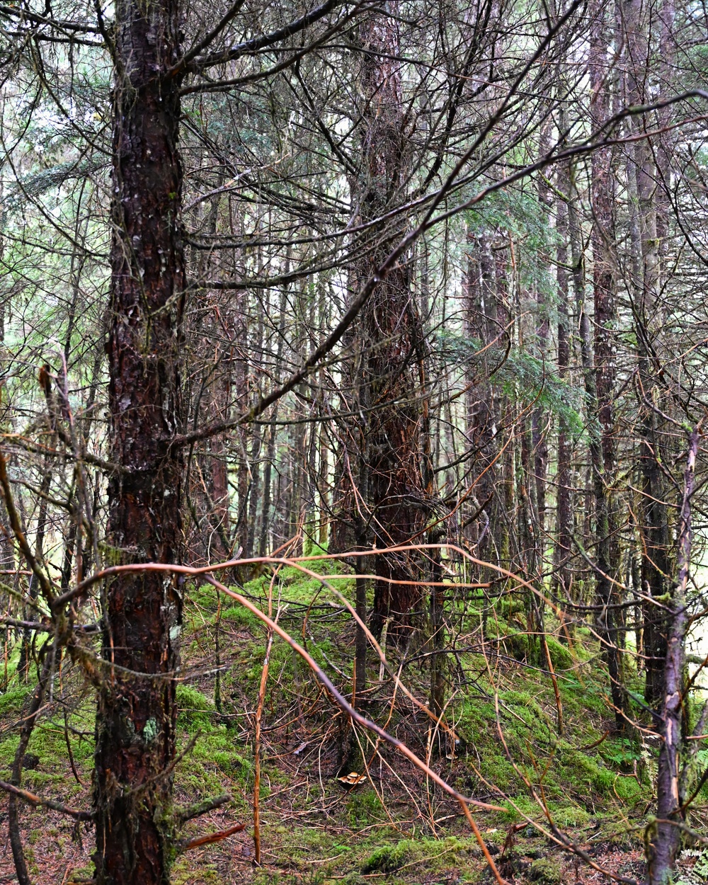 Thinning for the future on the Tongass