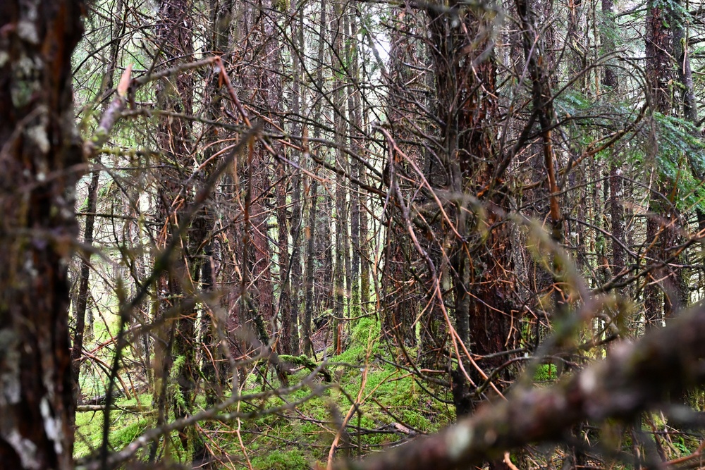 Thinning for the future on the Tongass