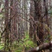 Thinning for the future on the Tongass