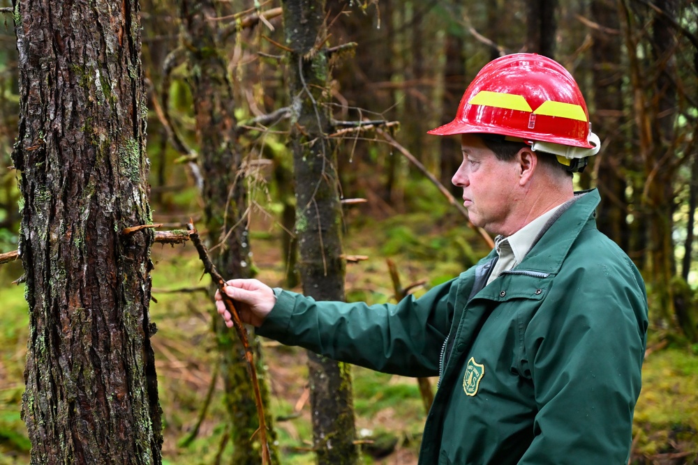 Thinning for the future on the Tongass
