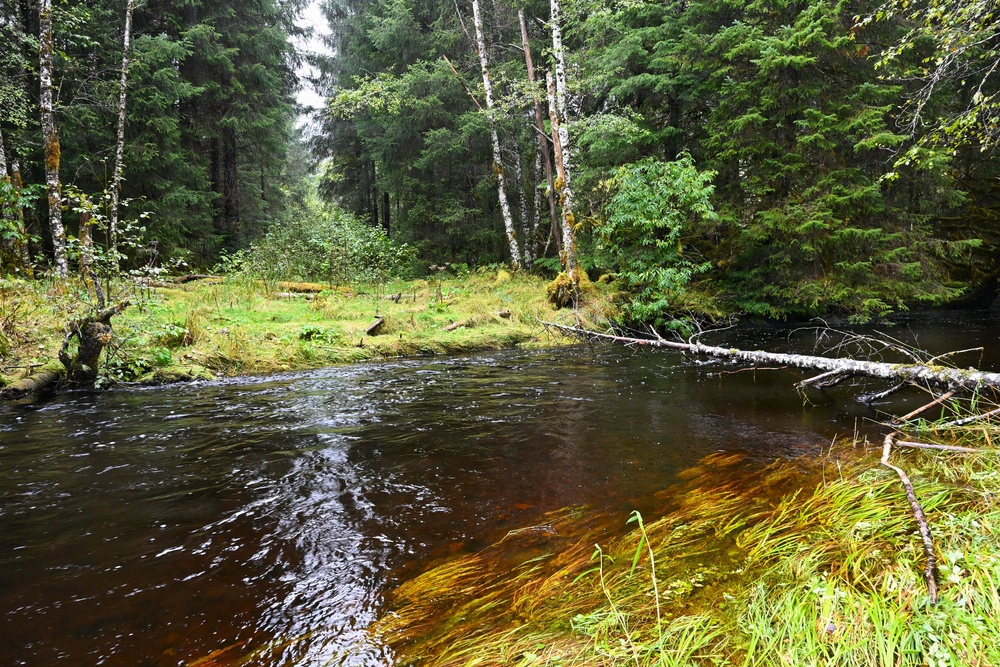 Salmon-bearing stream on the Tongass National Forest