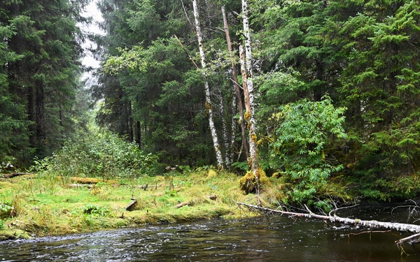Salmon stream cutting a road