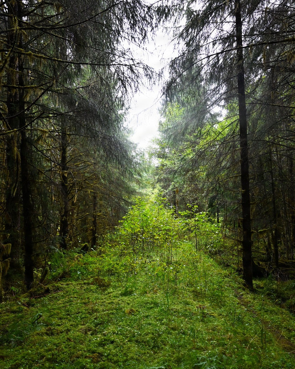 Overgrown forest road on the Tongass