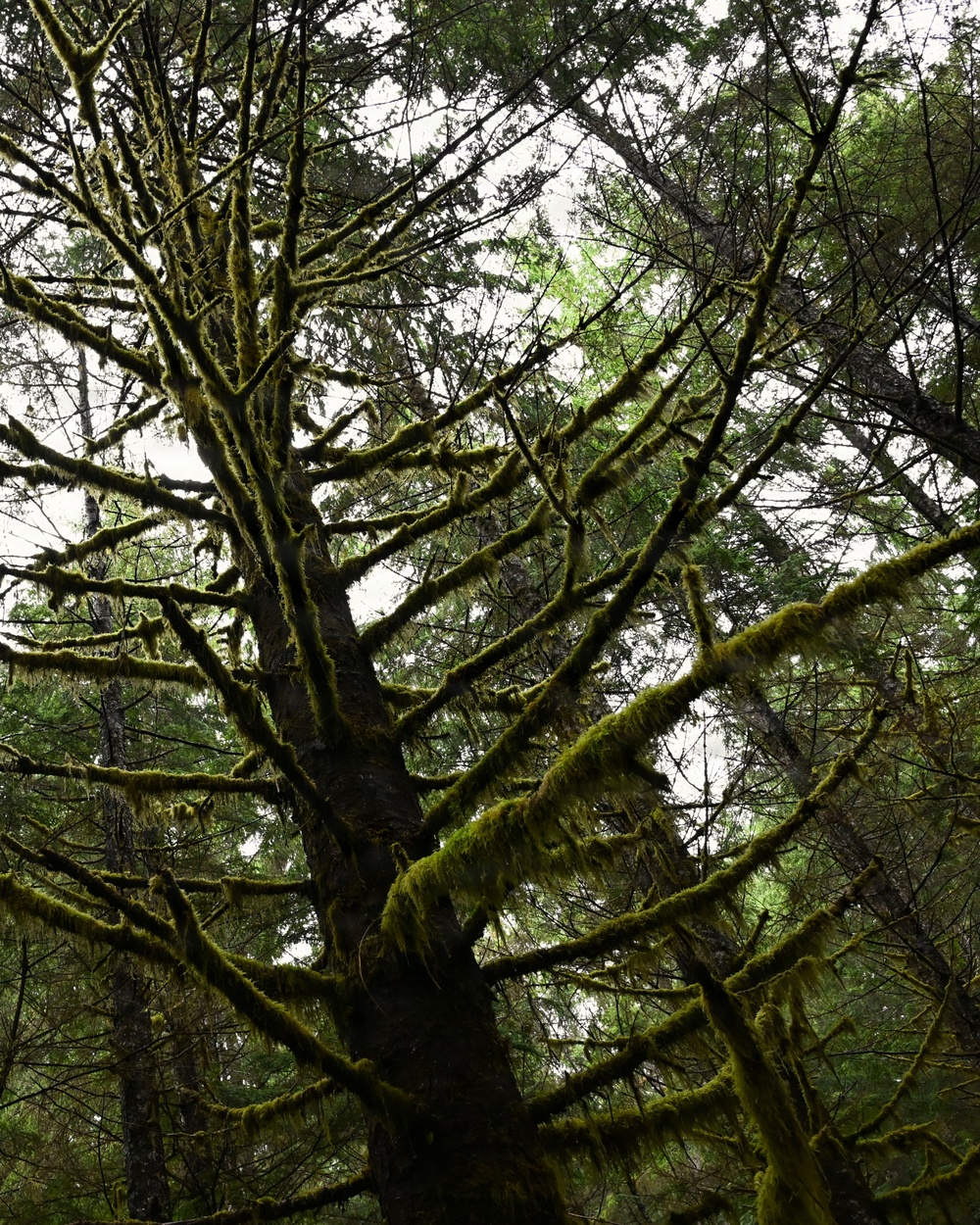 Thinning for the future on the Tongass