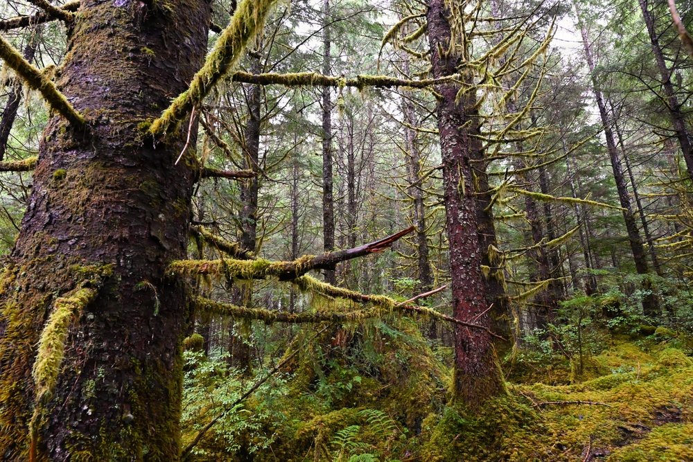 Thinning for the future on the Tongass