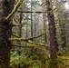 Thinning for the future on the Tongass
