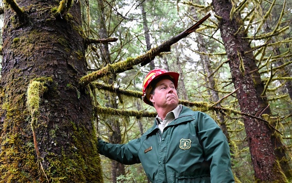 Thinning for the future on the Tongass