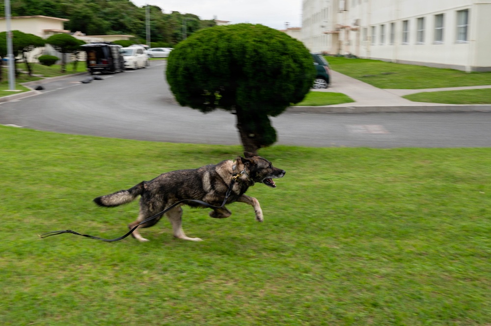 18th Wing command chief trains with military working dog teams