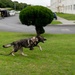 18th Wing command chief trains with military working dog teams