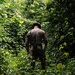 Operation Rumble in the Jungle