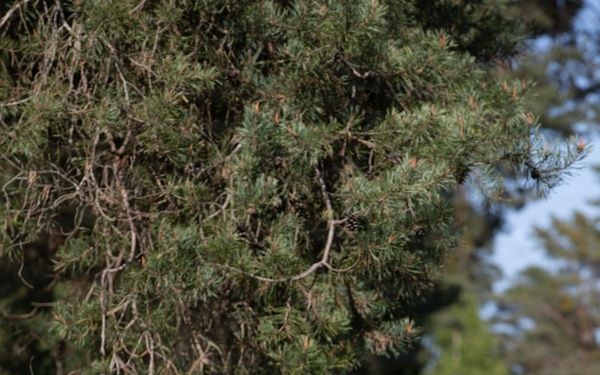 21st Theater Sustainment Command Best Squad Competition