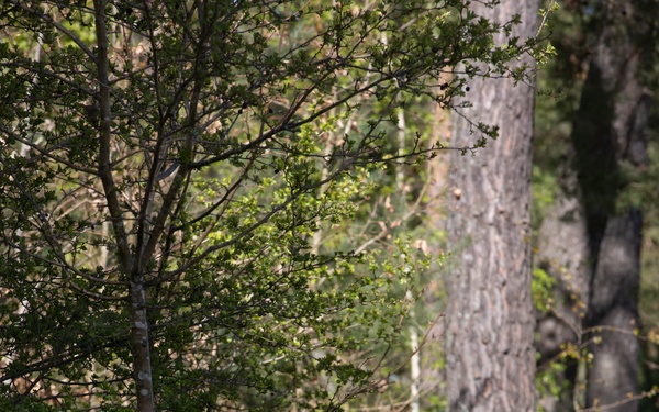 21st Theater Sustainment Command Best Squad Competition