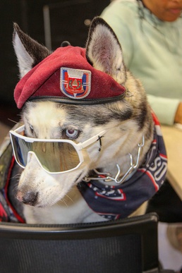 Sapper named USO Canine Volunteer of the Year