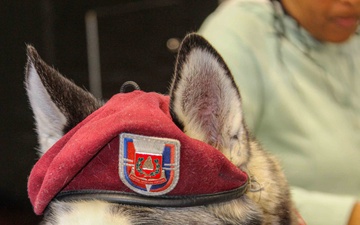 Sapper named USO Canine Volunteer of the Year