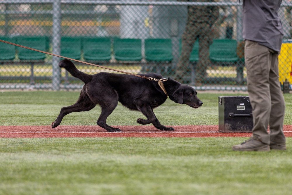 K9 Crucible: Dogs Duke it Out During 2026 CMWDD-K Combined Joint Military Working Dog Competition