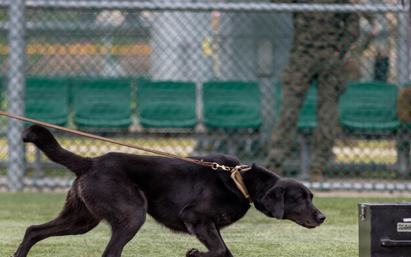 K9 Crucible: Dogs Duke it Out During 2026 CMWDD-K Combined Joint Military Working Dog Competition