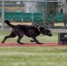 K9 Crucible: Dogs Duke it Out During 2026 CMWDD-K Combined Joint Military Working Dog Competition