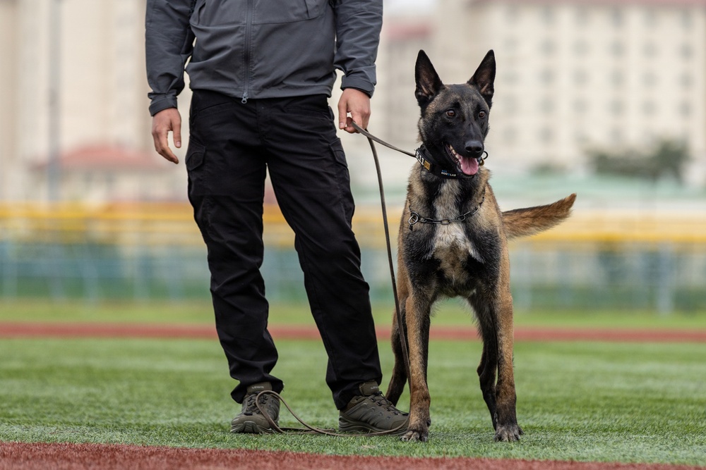 K9 Crucible: Dogs Duke it Out During 2026 CMWDD-K Combined Joint Military Working Dog Competition