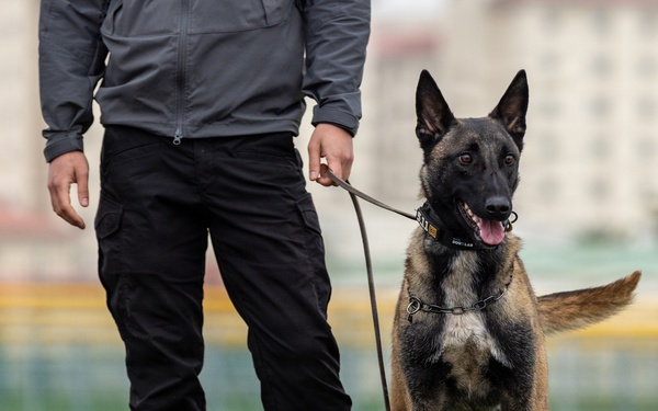 K9 Crucible: Dogs Duke it Out During 2026 CMWDD-K Combined Joint Military Working Dog Competition