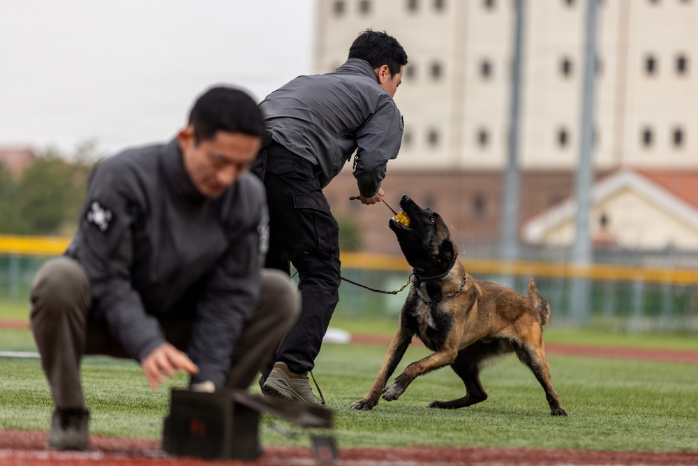 K9 Crucible: Dogs Duke it Out During 2026 CMWDD-K Combined Joint Military Working Dog Competition