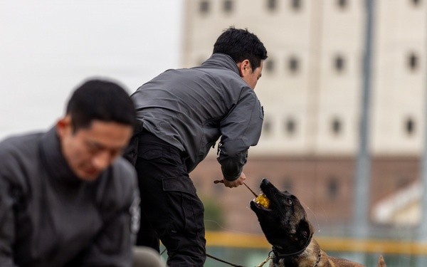 K9 Crucible: Dogs Duke it Out During 2026 CMWDD-K Combined Joint Military Working Dog Competition