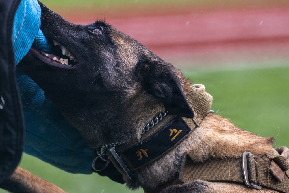K9 Crucible: Dogs Duke it Out During 2026 CMWDD-K Combined Joint Military Working Dog Competition