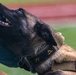 K9 Crucible: Dogs Duke it Out During 2026 CMWDD-K Combined Joint Military Working Dog Competition