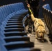 K9 Crucible: Dogs Duke it Out During 2026 CMWDD-K Combined Joint Military Working Dog Competition