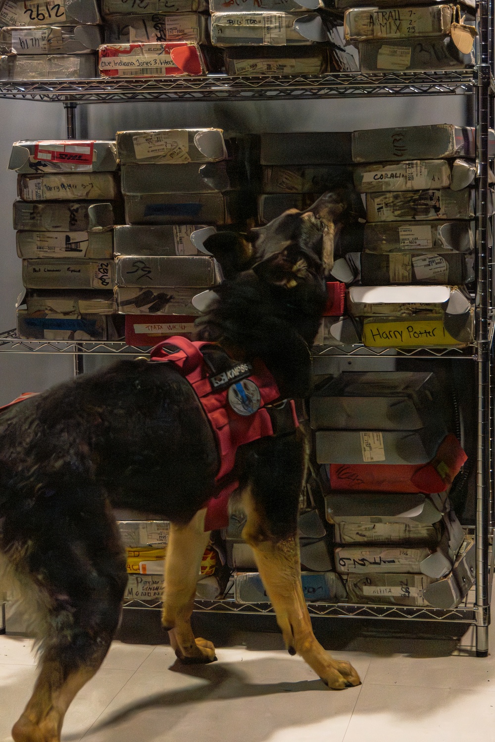 K9 Crucible: Dogs Duke it Out During 2026 CMWDD-K Combined Joint Military Working Dog Competition