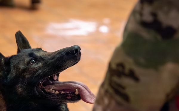 New Sgt. Stubby Statue Unveiled in Hartford Honors Connecticut Military Heritage