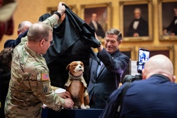 New Sgt. Stubby Statue Unveiled in Hartford Honors Connecticut Military Heritage