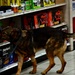 Military Working Dogs Sharpen Skills at Naval Air Station Jacksonville's Navy Exchange