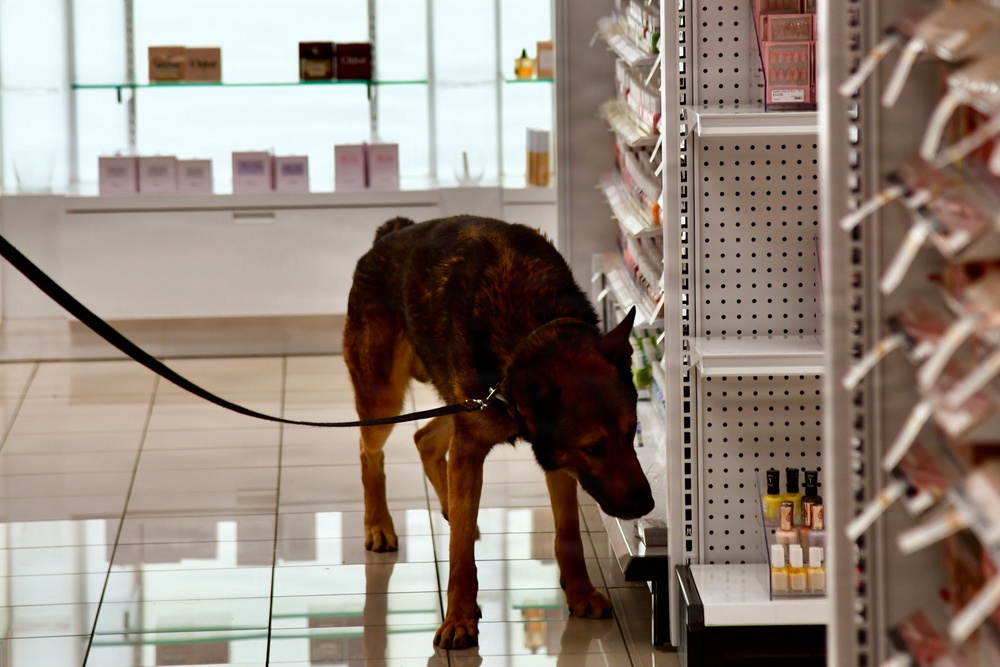 Military Working Dogs Sharpen Skills at Naval Air Station Jacksonville's Navy Exchange