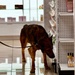 Military Working Dogs Sharpen Skills at Naval Air Station Jacksonville's Navy Exchange